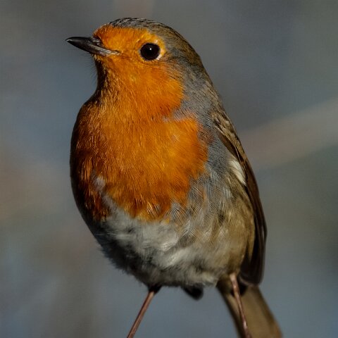Robin-11