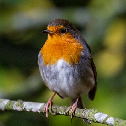 Robin-12