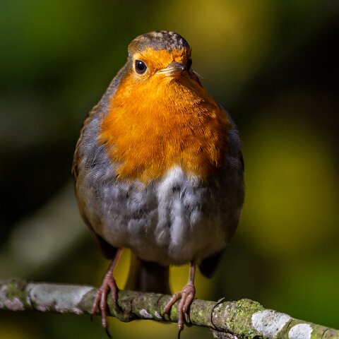 Robin-13