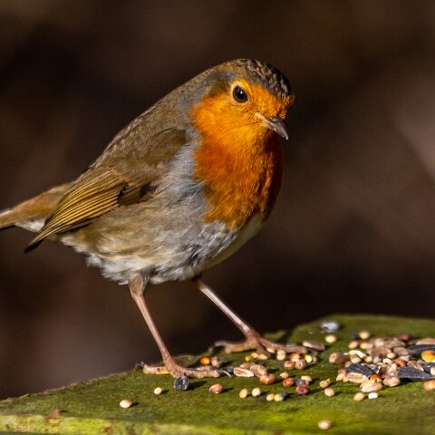 Robin-14