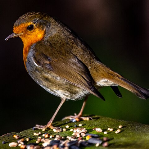 Robin-15