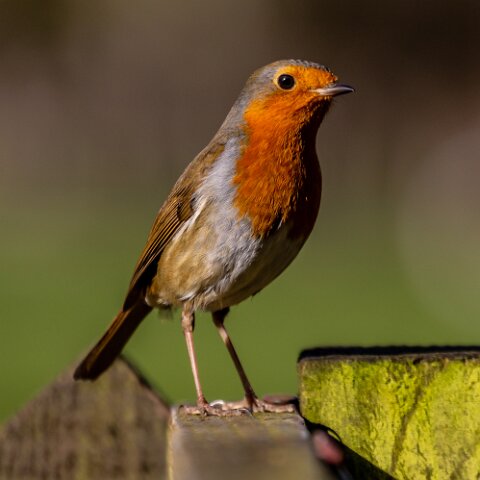 Robin-16