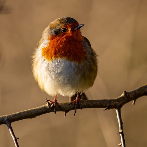 Robin-17
