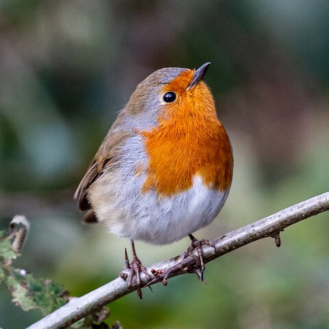 Robin-18