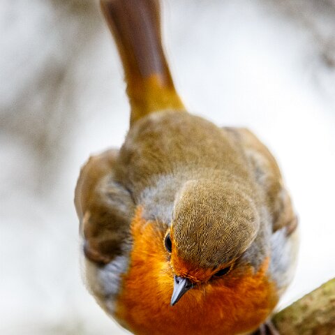Robin-19