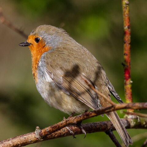 Robin-2