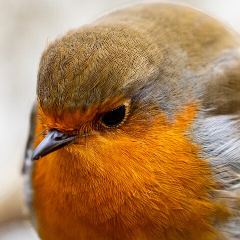 Robin-20