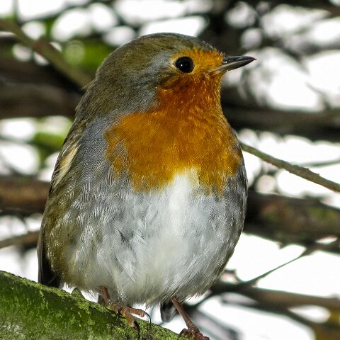 Robin-3