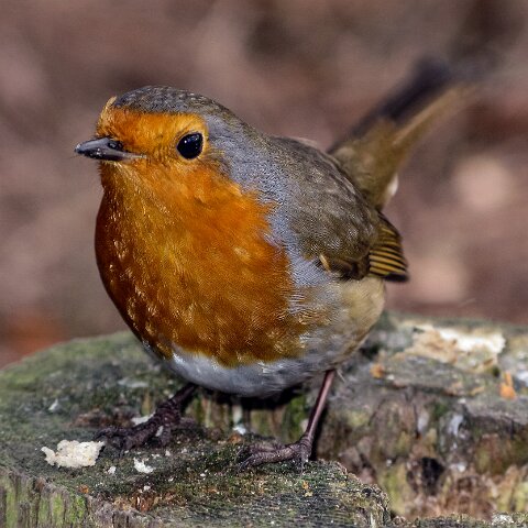 Robin-4