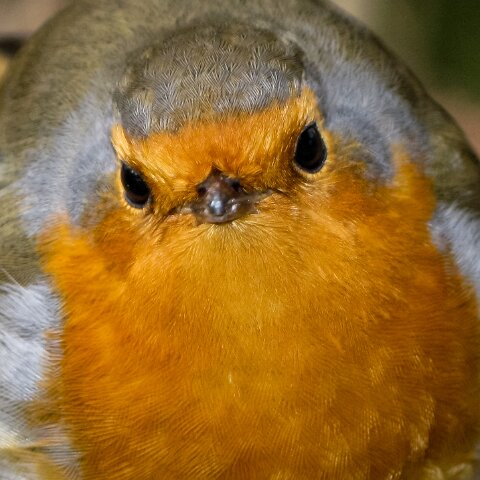 Robin-5