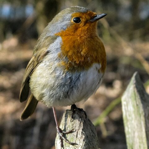 Robin-6