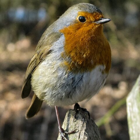 Robin-7