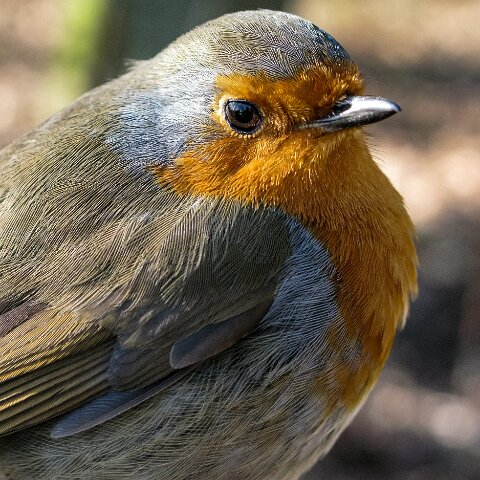 Robin-9