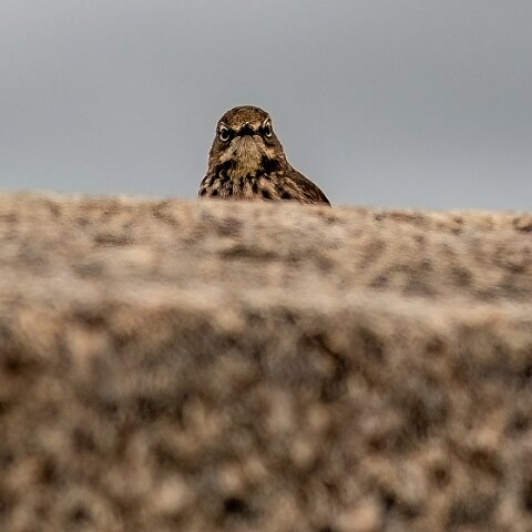 Rock-Pipit-2
