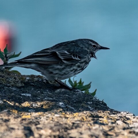 Rock-Pipit-5