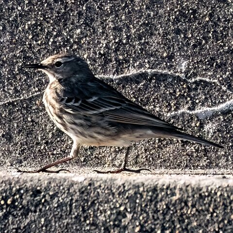 Rock-Pipit-6