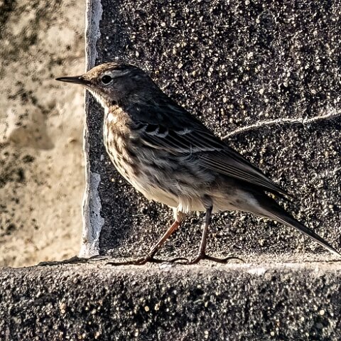 Rock-Pipit-7