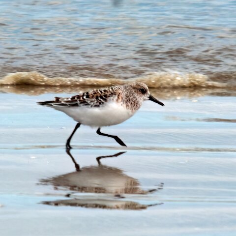 Sanderling-1
