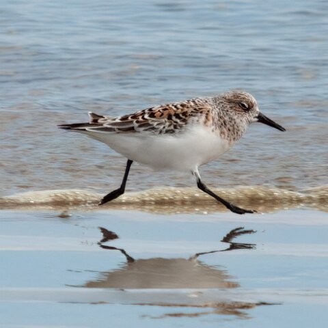 Sanderling-2
