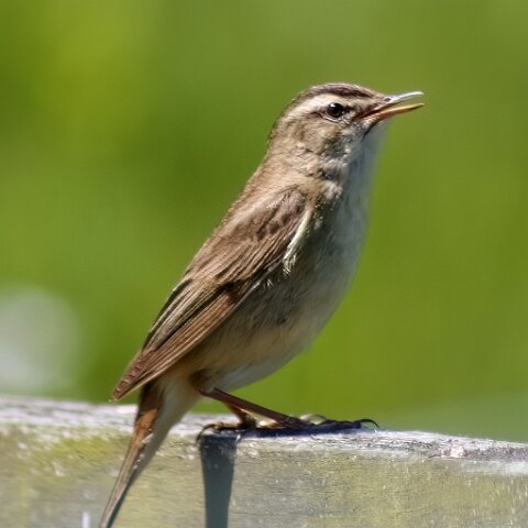 Sedge-Warbler-1