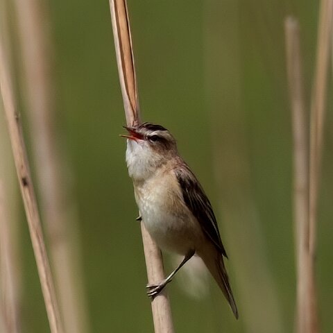 Sedge-Warbler-2