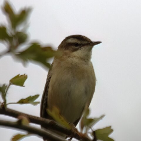 Sedge-Warbler-3