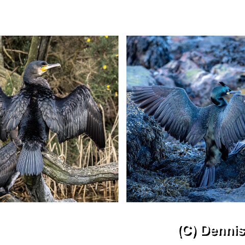1-Shag v Cormorant