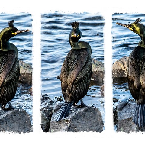 Shag-1
