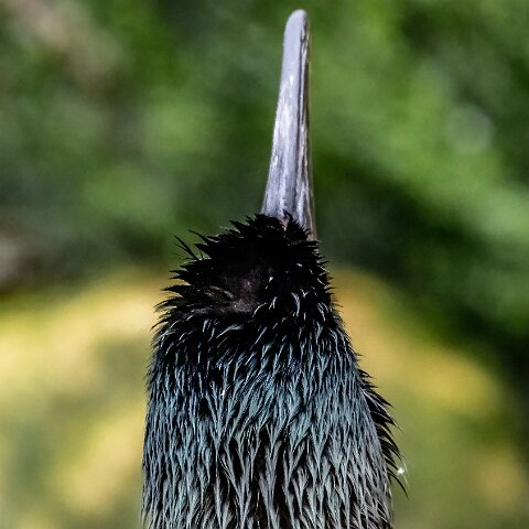 Shag-11