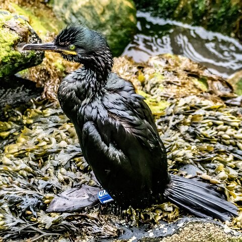 Shag-13
