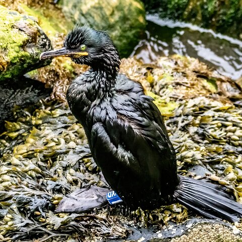 Shag-14