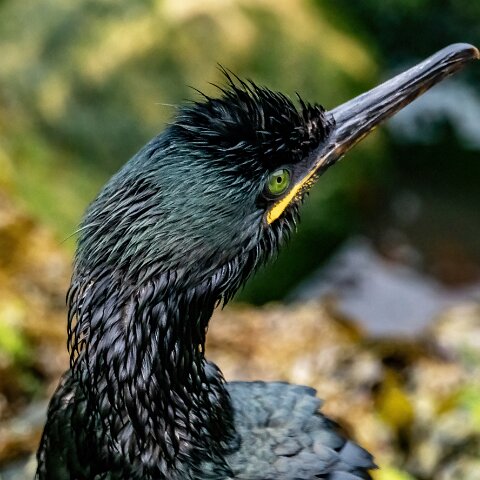 Shag-16