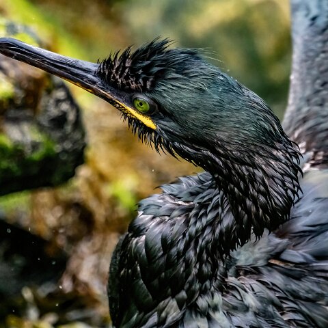 Shag-17