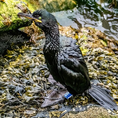 Shag-18