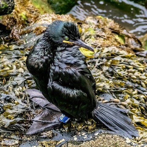 Shag-19