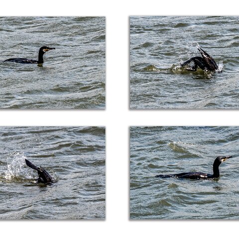 Shag-2
