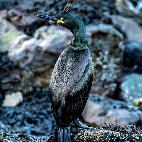 Shag-3