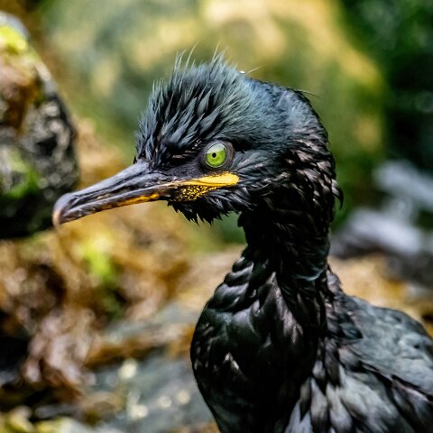 Shag-4