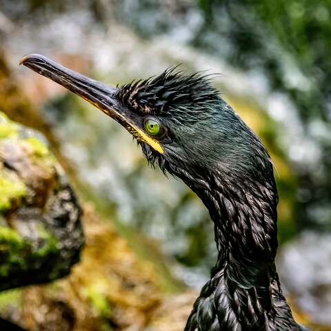 Shag-5