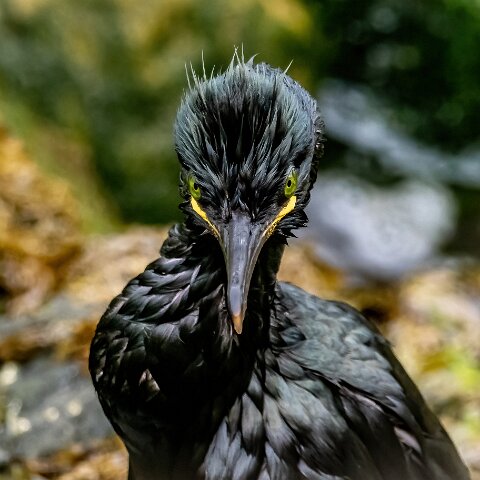 Shag-6