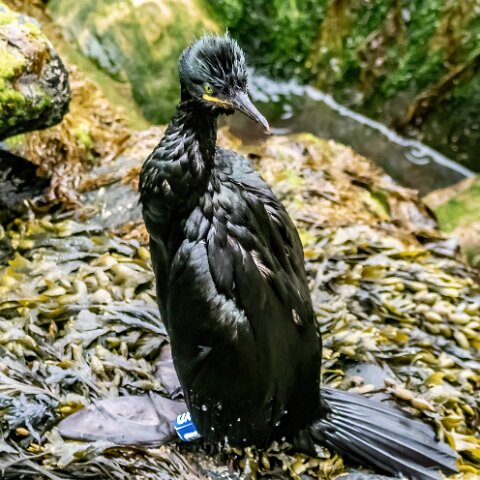 Shag-7