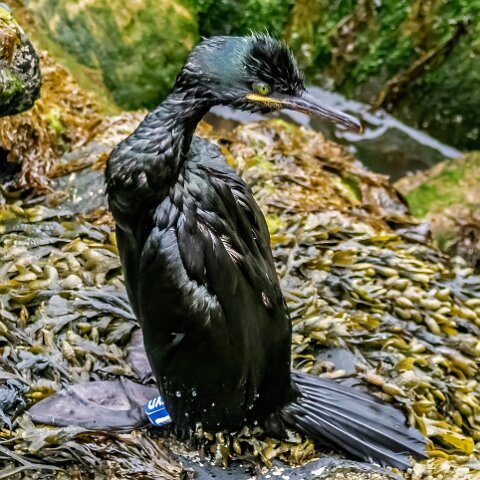 Shag-8