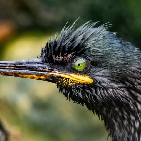 Shag-9