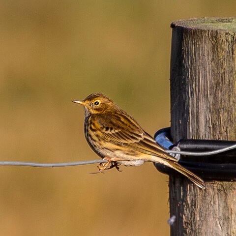 Skylark-1