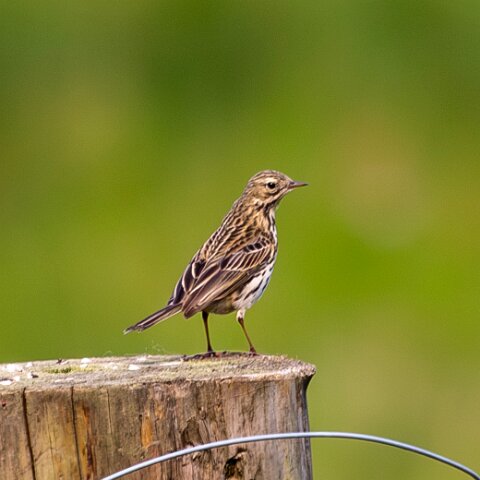 Skylark-2