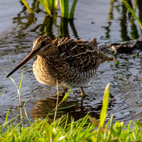 Snipe-2