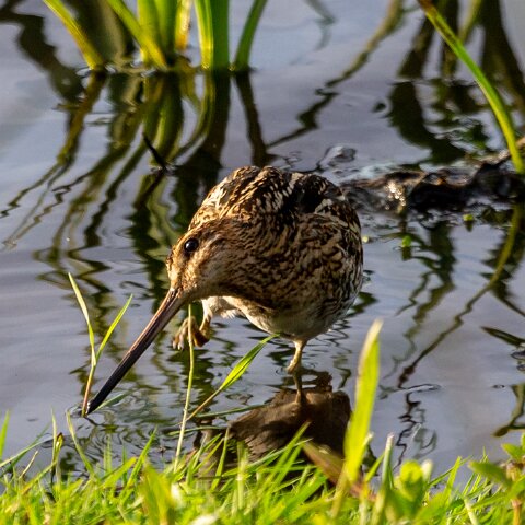 Snipe-3