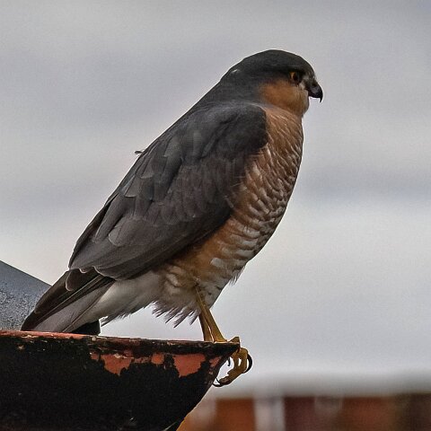 Sparrowhawk-1