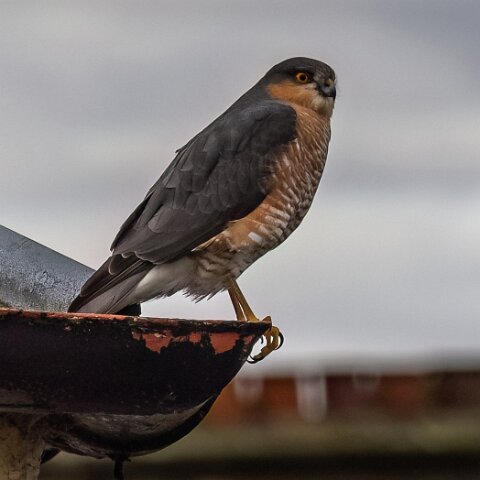 Sparrowhawk-10