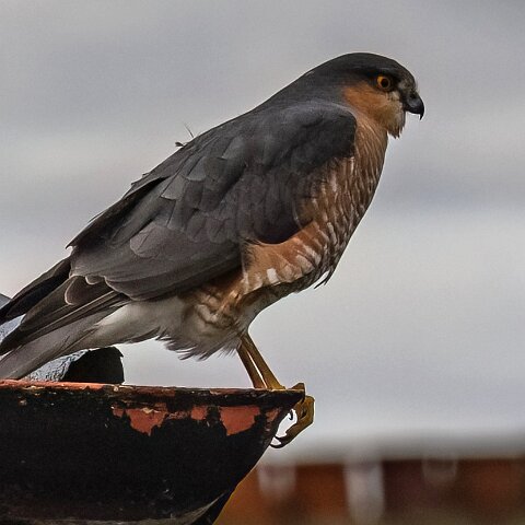 Sparrowhawk-11